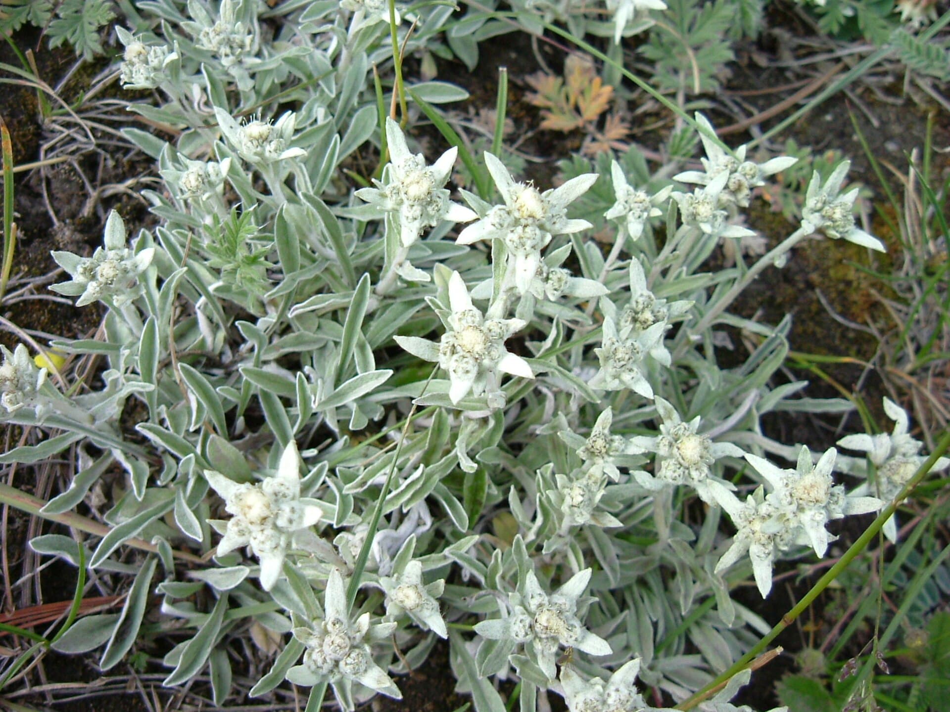 Edelweiss — die ikonische Schweizer Alpenblume